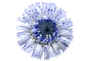 Blue daisy